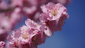 粉色云南樱花局部特写摄影图片